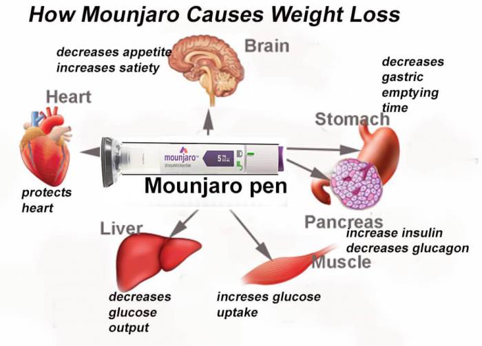 The Science Behind Mounjaro Weight Loss: How It Works - Now Then Digital The Science Behind Mounjaro Weight Loss: How It Works - Now Then Digital
